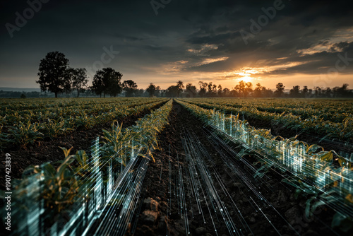 A modern agricultural field at sunset with visualization of digital data and information flows over rows of plants.  