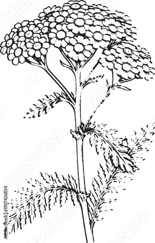 Common Yarrow, Achillea millefolium Illustration - Vintage Wildflower Sketch, Hand Drawn Tansy or Yarrow Plant - Feathery Leaf Medicinal Herb