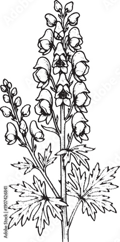 Monkshood, Aconitum Flower Illustration - Vintage Botanical Line Art, Hand Drawn Wolfsbane Plant with Leaves - Black and White Sketch