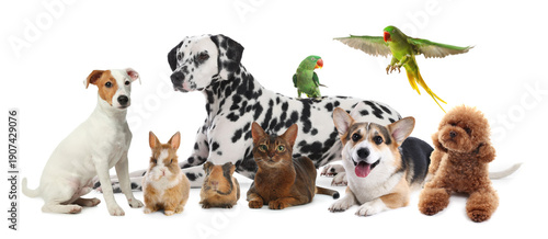 Group of cute pets on white background. Parrots, dogs, cat, bunny and guinea pig