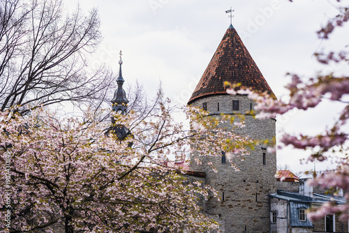 Delicate pink cherry blossoms frame a historic stone defense tower in Tallinn's Old Town. The conical red-tiled roof and nearby church spire create a romantic, spring-time view of Estonia's medieval