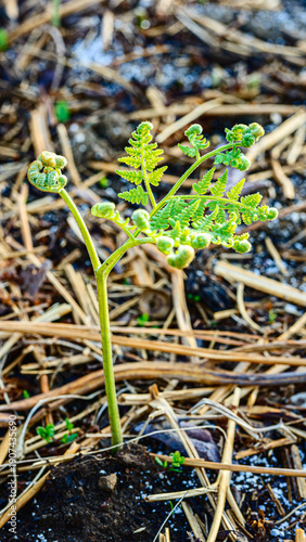 ワラビの広がる葉