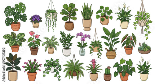 Collection of various potted plants and flowers in different pots.