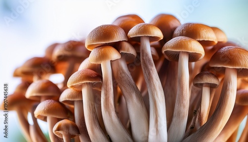 Close Up Of A Group Of Fresh Brown Mushrooms Stems Varying In Height
