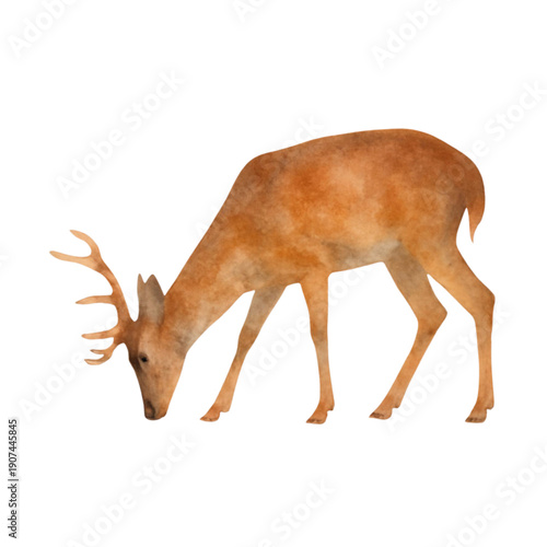 deer illustration