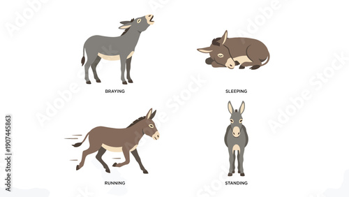 Donkey Actions Vector Set: Braying, Sleeping, Running, and Standing Cartoon Illustrations