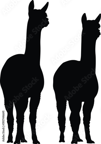 Alpaca silhouettes, woolly animal figures, long necks, upright ears, farm livestock, South American camelid, wildlife posture, educational design, flat vector illustration
