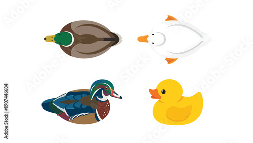 Diverse Duck Illustrations Set: Mallard, Wood Duck, White Duck, and Rubber Duck Icons on White