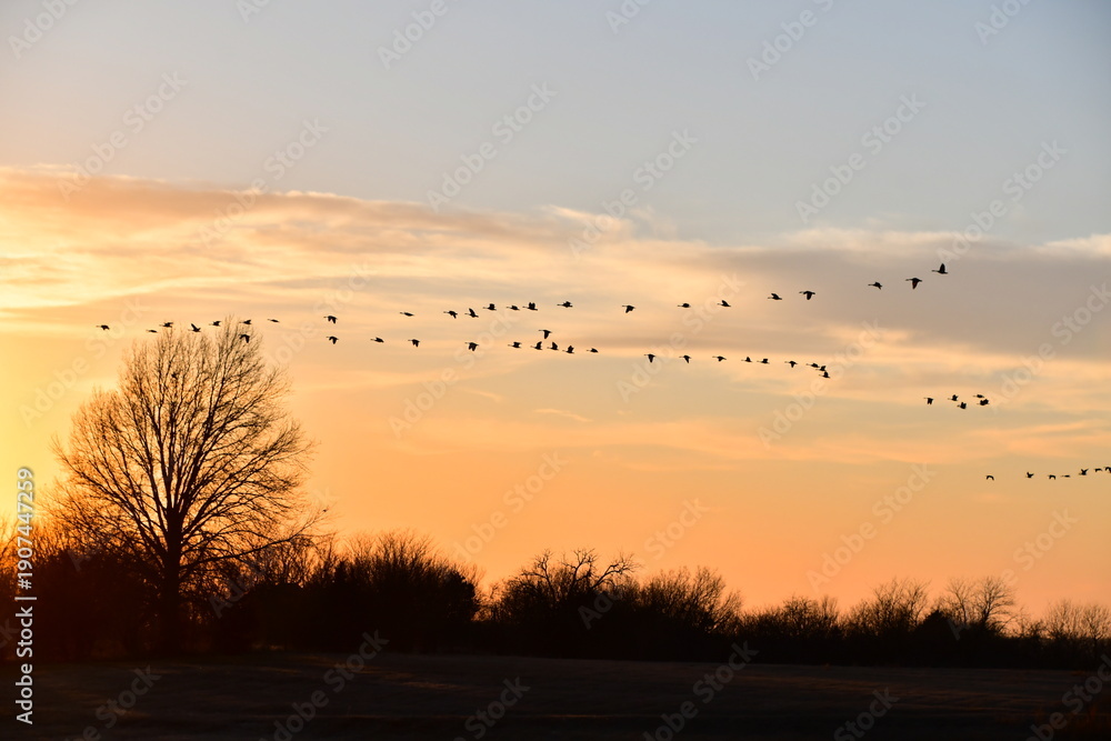Obraz premium Flock of Geese in a Sunset Sky