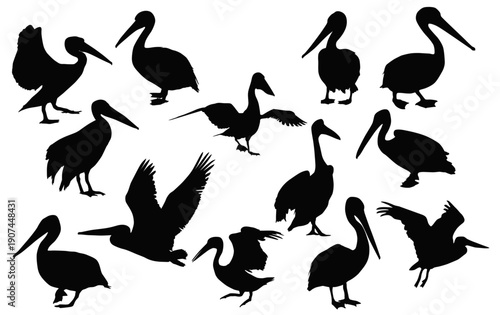 Pelicans Silhouettes collection: A striking silhouette of pelicans in various poses against a clean backdrop, capturing the graceful essence of the bird.