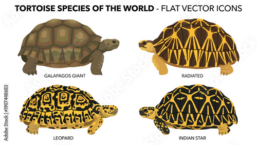 Collection of Flat Vector Icons Illustrating Various Tortoise Species: Galapagos Giant, Radiated, Leopard, Indian Star