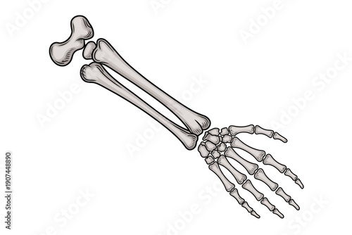 A detailed illustration of a human arm skeleton, showcasing the bones of the upper limb in a clear and anatomically correct vector graphic design.