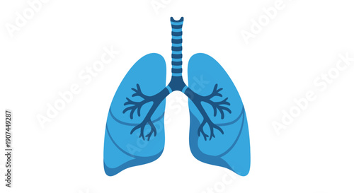 Human Lungs Anatomy Illustration for Medical and Health Concepts.