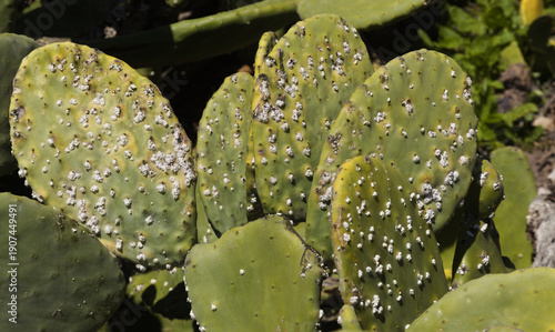 Fauna of Canary Islands - cochineal, Dactylopius coccus, introduced sapecies ofinsect  from which the natural dye carmine is made, on Opuntia cactus
