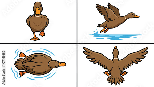 Cartoon Duck Poses Vector Set: Walking, Flying, Swimming. Brown Mallard Bird Character Actions Illustration