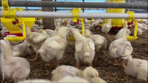 chicken farm poultry
