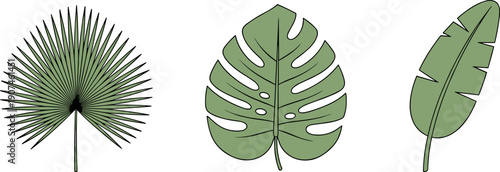 Three distinct tropical palm leaves arranged side by side on a white background
