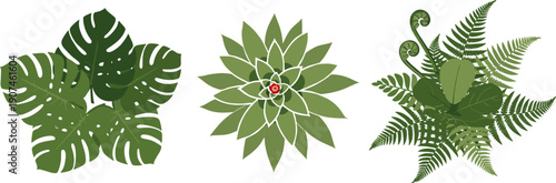 Top view of three distinct green houseplants arranged in a row on a white background