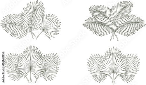 Collection of stylized palm frond line art illustrations on a white background