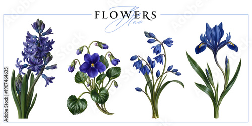 Blue spring first flowers isolated on a white background. Vintage painting style illustration.

