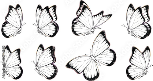 Collection of White Butterflies with Black Edges.