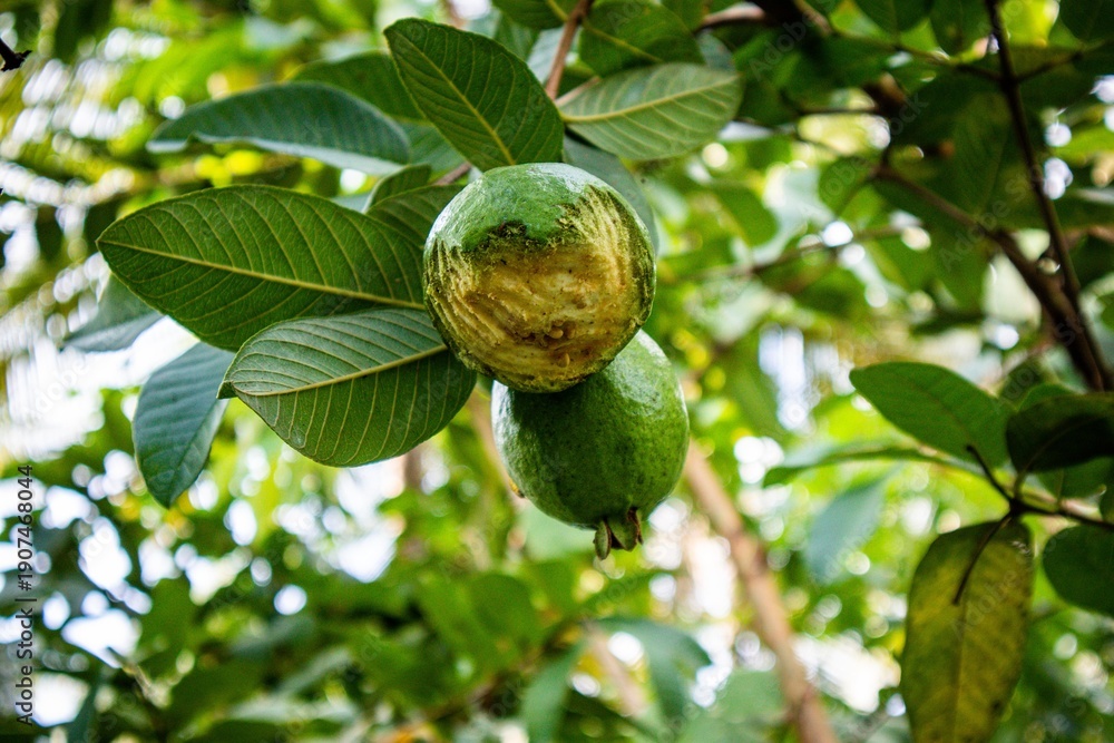 Fototapeta premium Fresh organic guava fruit (Psidium guajava) with green skin