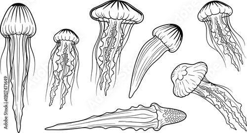 Black and white jellyfish and marine creatures, intricate line drawings highlighting anatomy, textures, and underwater artistry