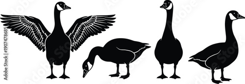 Detailed Black Silhouette Set of Canada Geese in Various Poses Including Standing Grazing and Spreading Wings for Nature Wildlife Conservation and Outdoors Vector Design Projects