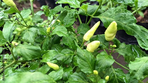 Obraz na plátně Close-up of chili peppers ripening on a plant in a residential setting, highlighting the joy of homegrown produce
