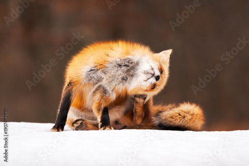 Cute red fox