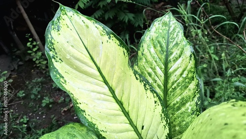 Dumbcane Plant Leaf with Cream and Green Patterns, Dieffenbachia Seguine Tropical Foliage for Garden, Background, or Eco Concept