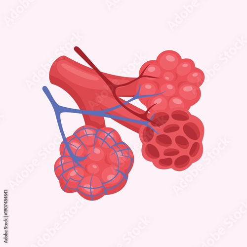 Detailed alveoli lung illustration showing air sacs and blood vessels for respiratory system medical and educational concepts.