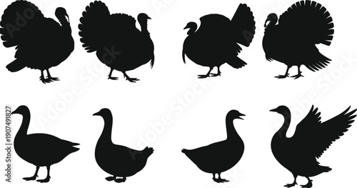 Turkey and duck silhouettes collection of farm poultry birds standing walking and flying black vector illustration isolated background