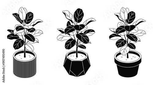 Isometric set of three ficus plants in decorative pots, elegant houseplant silhouettes