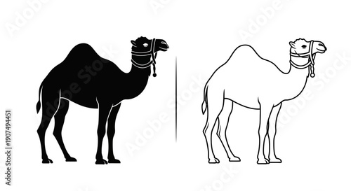 Vector illustration of a black silhouette and outline drawing of a dromedary camel with a bridle, isolated on a transparent background.