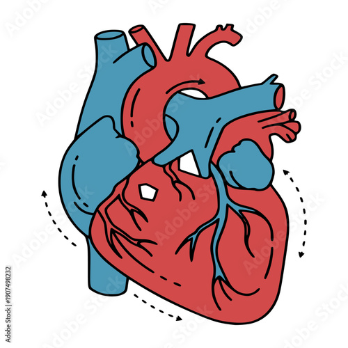 Anatomical Human Heart Illustration with Flat Line Art Style and Blood Flow Arrows for Medical Education and Healthcare Design