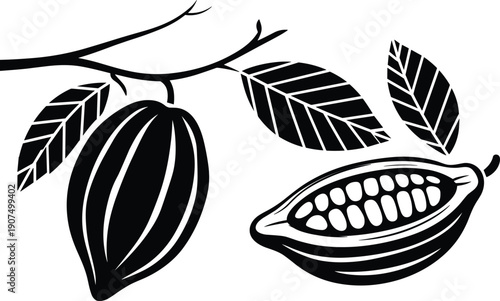 Black and white of cocoa pods and leaves on a branch with one pod open showing seeds