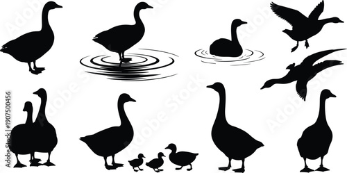 Duck and goose silhouettes collection of swimming flying standing farm birds black vector illustration isolated on white background