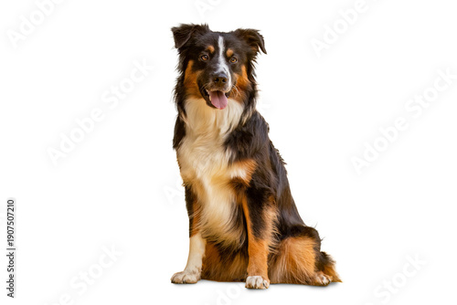 Tricolor miniature Australian shepherd sitting and looking forward, isolated on clean background