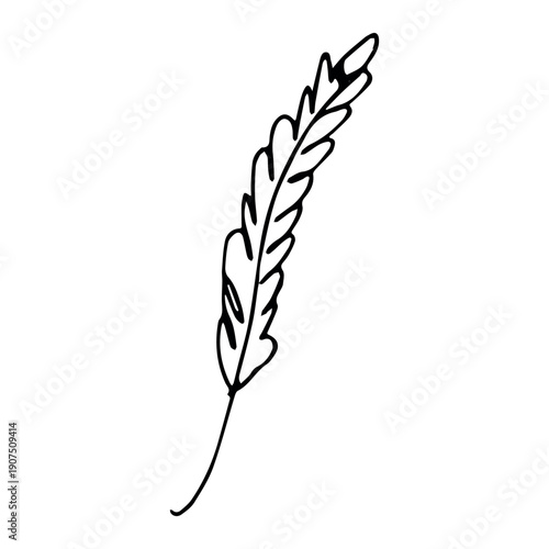 Hand drawn cereal wheat oat rye barley rice ears spikelet clipart Organic wheat bread agriculture farming harvest healthy food Single element for print packaging label design decor