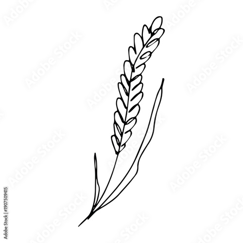 Hand drawn cereal wheat oat rye barley rice ears spikelet clipart Organic wheat bread agriculture farming harvest healthy food Single element for print packaging label design decor