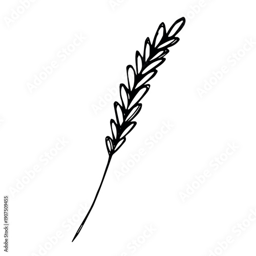 Hand drawn cereal wheat oat rye barley rice ears spikelet clipart Organic wheat bread agriculture farming harvest healthy food Single element for print packaging label design decor
