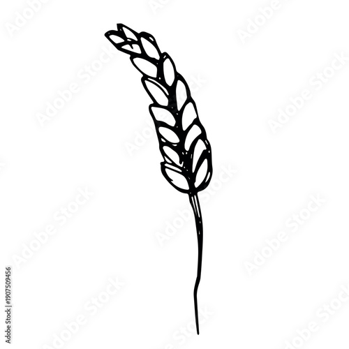 Hand drawn cereal wheat oat rye barley rice ears spikelet clipart Organic wheat bread agriculture farming harvest healthy food Single element for print packaging label design decor
