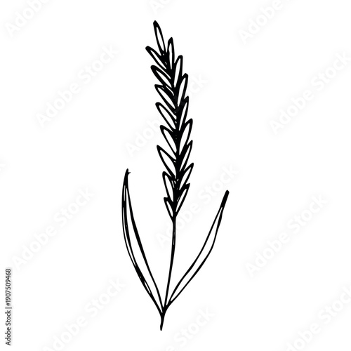 Hand drawn cereal wheat oat rye barley rice ears spikelet clipart Organic wheat bread agriculture farming harvest healthy food Single element for print packaging label design decor