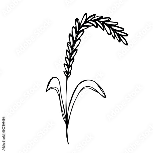 Hand drawn cereal wheat oat rye barley rice ears spikelet clipart Organic wheat bread agriculture farming harvest healthy food Single element for print packaging label design decor