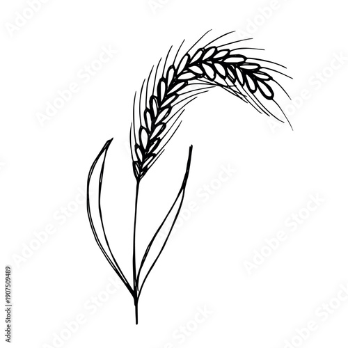 Hand drawn cereal wheat oat rye barley rice ears spikelet clipart Organic wheat bread agriculture farming harvest healthy food Single element for print packaging label design decor