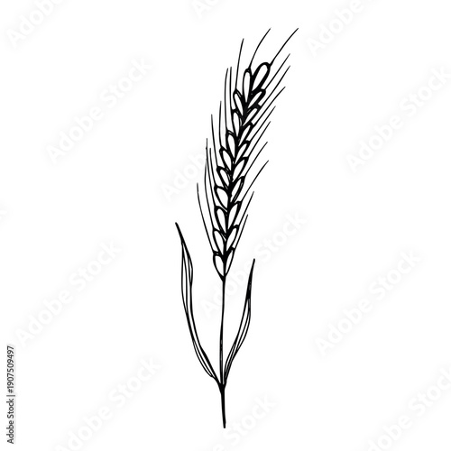 Hand drawn cereal wheat oat rye barley rice ears spikelet clipart Organic wheat bread agriculture farming harvest healthy food Single element for print packaging label design decor