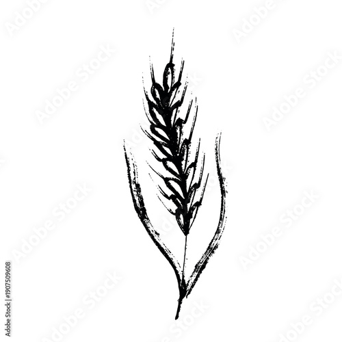 Hand drawn cereal wheat oat rye barley rice ears spikelet clipart Organic wheat bread agriculture farming harvest healthy food Single element for print packaging label design decor