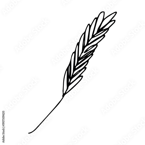 Hand drawn cereal wheat oat rye barley rice ears spikelet clipart Organic wheat bread agriculture farming harvest healthy food Single element for print packaging label design decor