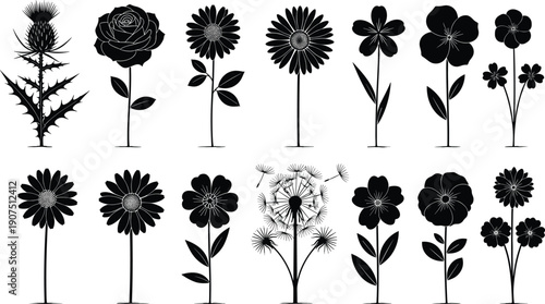A black and white silhouette illustration showing the growth stages of a plant from seed to mature tree. The image consists of five distinct stages arranged horizontally against a white background. Fr